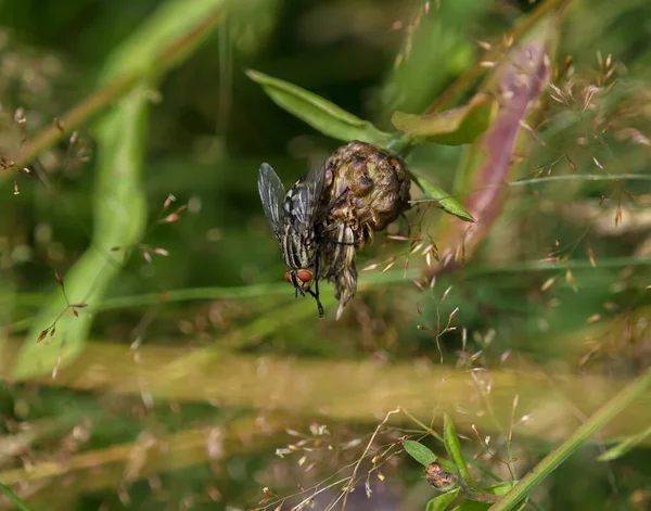 Primer Plano Una Mosca Grande Una Planta —  Fotos de Stock