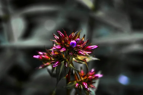 Макрофотография Розового Бутона Цветка Флокса Искусство Природы — стоковое фото