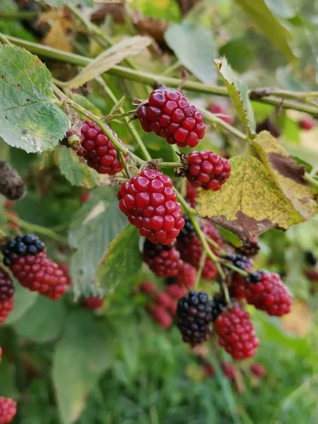 Vertical Close Shot Bush Raw Blackberries — Stock Photo, Image