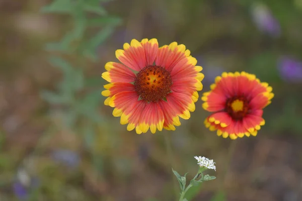 Colpo Messa Fuoco Selettiva Gaillardias Singhiozzo — Foto Stock