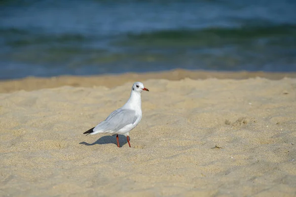 Boczny Portret Czarnogłowej Mewy Chroicocephalus Ridibundus Chodzącej Plaży — Zdjęcie stockowe