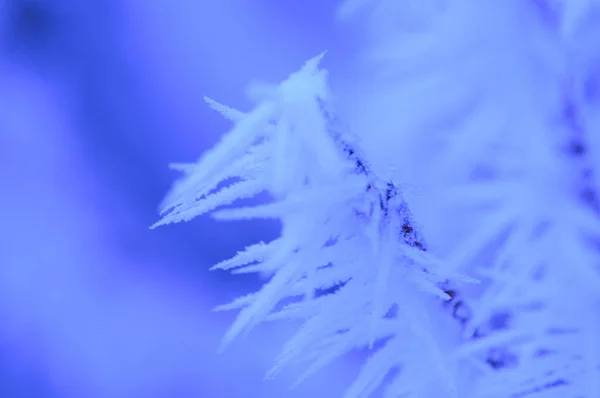 Närbild Skott Ett Träd Gren Täckt Med Snö Stockfoto