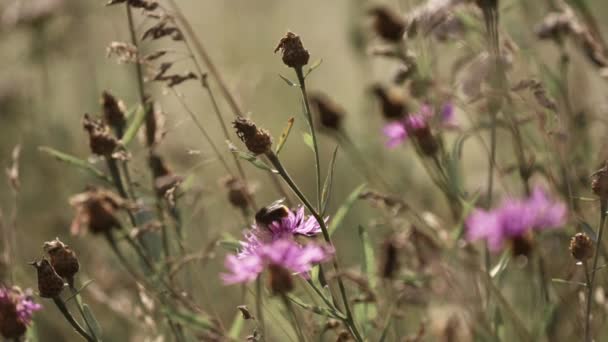 Wiese Bloemen Close — Stockvideo