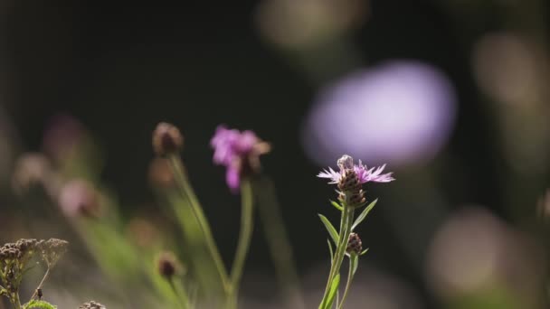 Wiese Blommor Närbild — Stockvideo