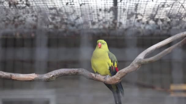 Eine Schöne Aufnahme Von Einem Jungen Und Bunten Papagei — Stockvideo