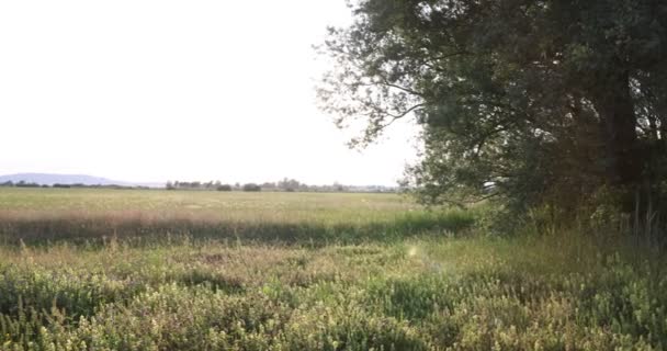 Paysage Rural Avec Des Arbres Des Champs Arrière Plan — Video