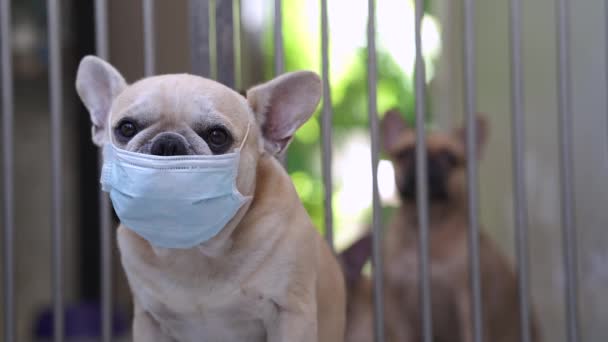 Anjing Rumah Sakit — Stok Video