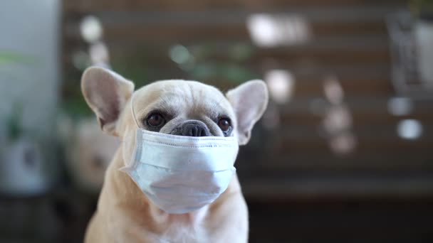 Nahaufnahme Eines Hundes Medizinischer Maske — Stockvideo
