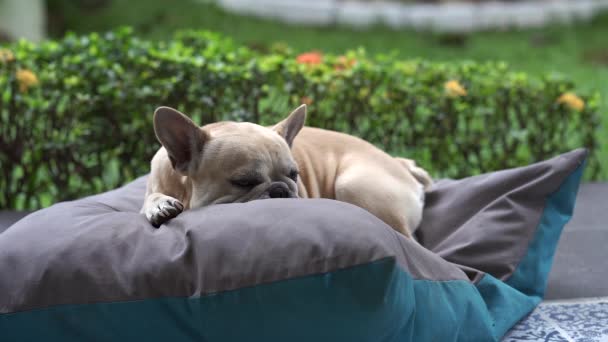 Söt Hund Liggande Sängen — Stockvideo