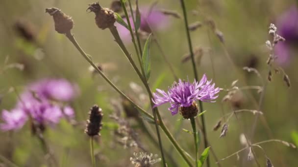 Wiese Bloemen Close — Stockvideo