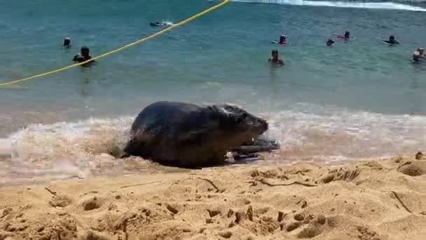 Phoque Avec Une Grande Queue Baleine Sur Plage — Video