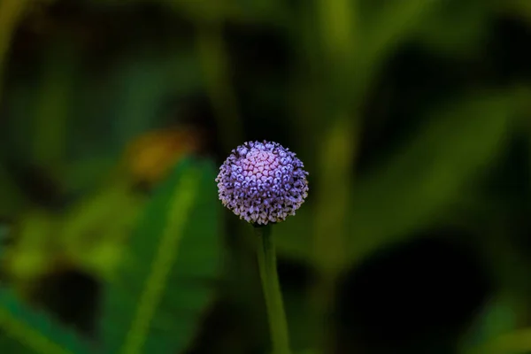 Eine Nahaufnahme Der Knospe Eines Riesen Alliums Auf Unscharfem Hintergrund — Stockfoto