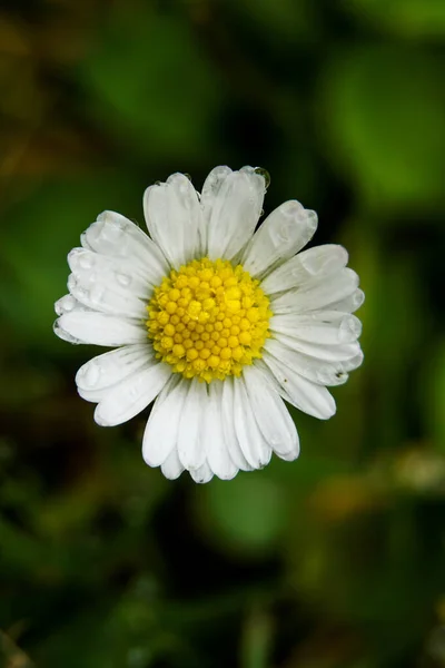 Een Verticaal Schot Van Een Dauwachtige Kamille — Stockfoto