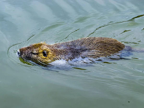 イタリア トスカーナの川で泳ぐ半水棲の巨大な草食動物の写真 — ストック写真