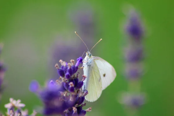 Mor Bir Lavanta Çiçeğinin Üzerinde Güzel Bir Kelebeğin Yakın Çekimi — Stok fotoğraf