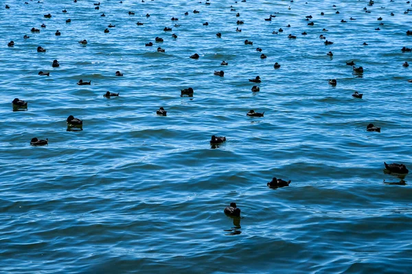 Sekelompok Burung Mengambang Permukaan Laut Biru — Stok Foto