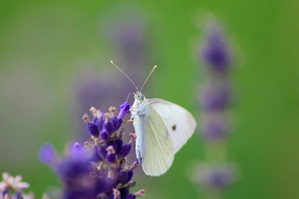 Detailní Záběr Krásného Motýla Fialové Levandulové Květině — Stock fotografie