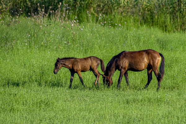 Poziome Ujęcie Brązowego Konia Zielonym Polu Uprawnym — Zdjęcie stockowe