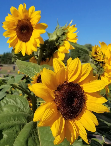 Una Toma Vertical Girasoles Creciendo Campo Agrícola Bajo Luz Del — Foto de Stock