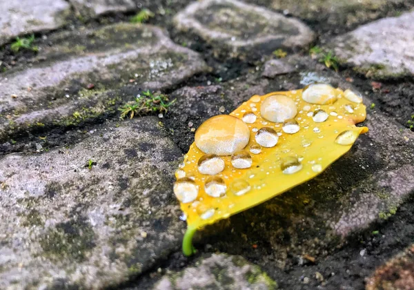 Many Raindrops Yellow Leaf Ground — Stock Photo, Image