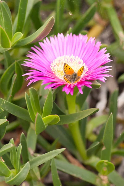 Een Verticaal Shot Van Monarch Vlinder Pigface Bloem Buiten — Stockfoto