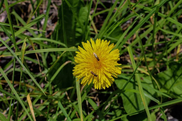 公園内に黄色のタンポポの2つの昆虫 — ストック写真