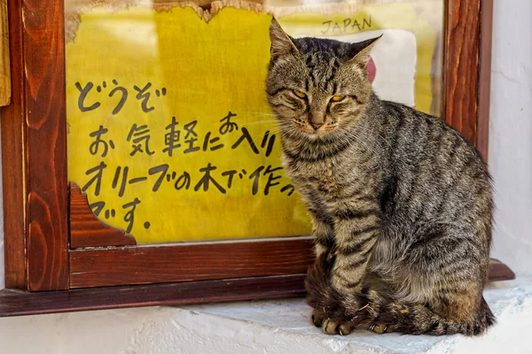 Uma Vista Panorâmica Pequeno Gato Bonito Sentado Lado Uma Porta — Fotografia de Stock