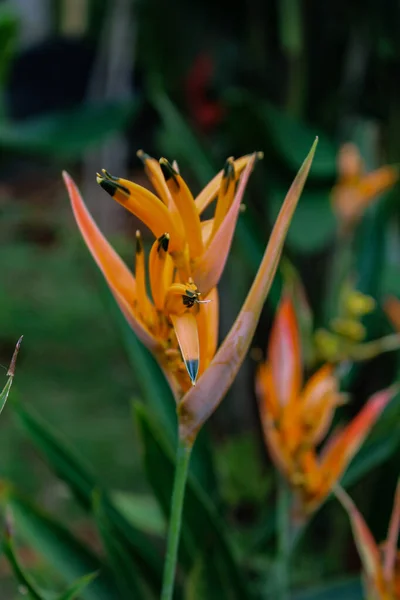 정원에서 오렌지 발톱의 클로즈업 — 스톡 사진