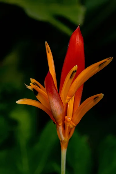 Eine Nahaufnahme Eines Orangefarbenen Hummers Der Garten Wächst — Stockfoto