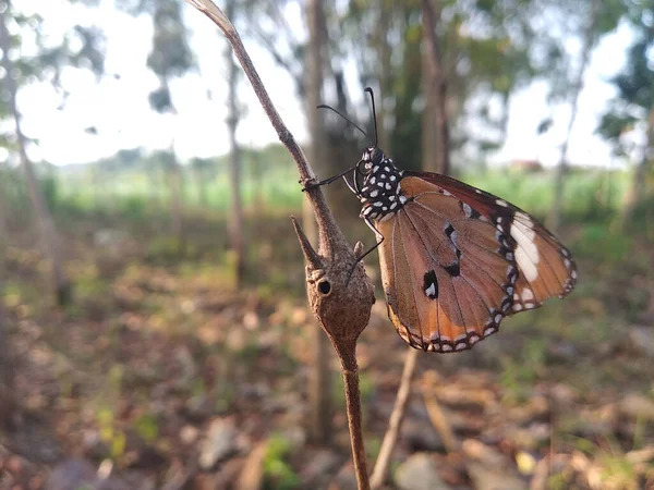 Closeup Plain Tiger Butterfly Perched Twig — Stock Photo, Image