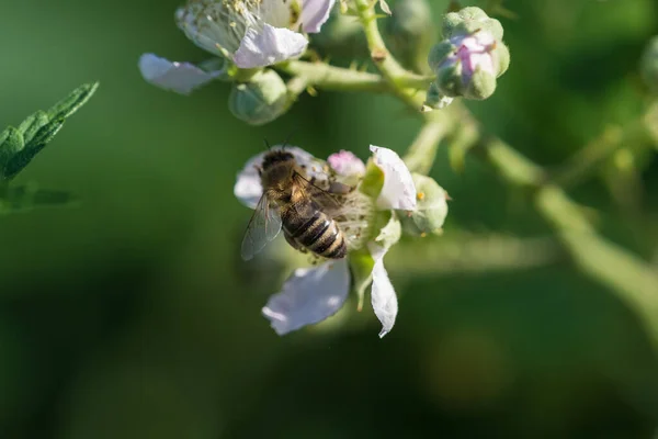 蜜蜂从花朵中采集花粉的蜜蜂 — 图库照片