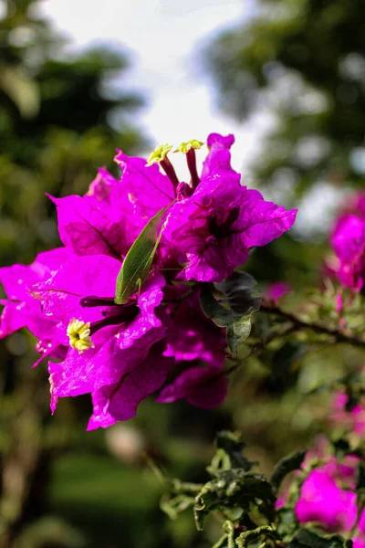 Close Bougainvillea Roxo Fundo Borrado — Fotografia de Stock