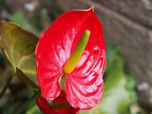 Primer Plano Laceleaf Anthurium Jardín —  Fotos de Stock