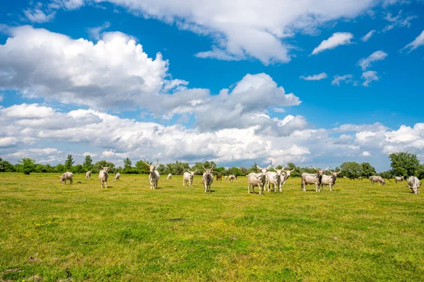 Vacas Chifre Branco Pastando Campo Verde Contra Céu Nublado Com — Fotografia de Stock