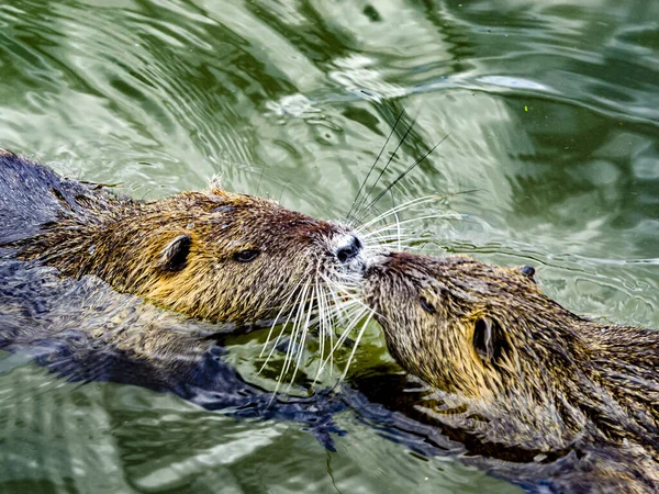 Eine Nahaufnahme Von Zwei Halbwasserlebenden Riesigen Pflanzenfressenden Nutrias Die Sich — Stockfoto