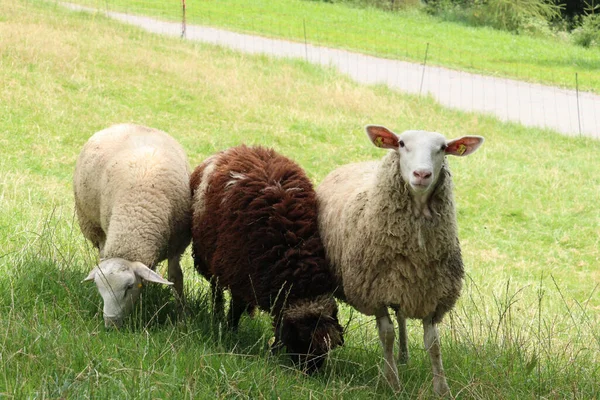 Drie Schapen Buiten Grazen Het Omheinde Groene Gebied — Stockfoto