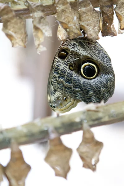 Primer Plano Una Mariposa Búho Caligo Teucer Colgando Una Rama —  Fotos de Stock