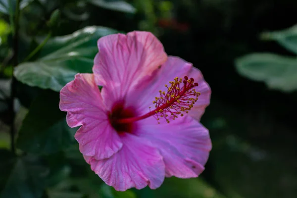 Zbliżenie Ujęcia Purpurowego Hibiskusa Kwiatu Uprawianego Ogrodzie — Zdjęcie stockowe