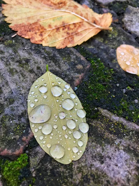 Many Raindrops Yellow Leaf Ground — Stock Photo, Image