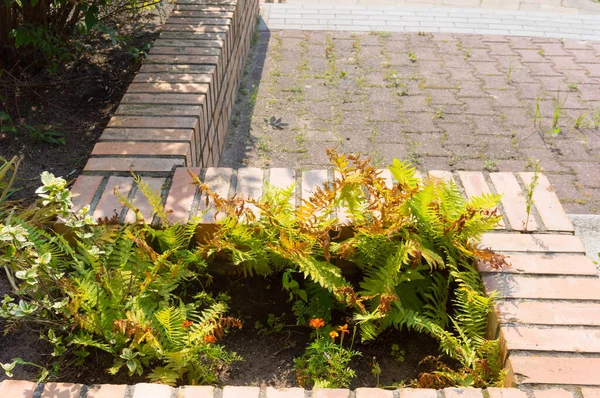 Sunny Day Planted Green Fern Ground — Stock Photo, Image