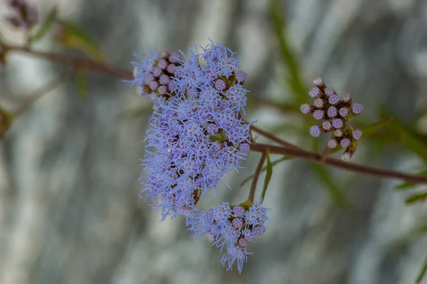 Gros Plan Fleurs Bleu Clair Sur Fond Flou Dans Jardin — Photo