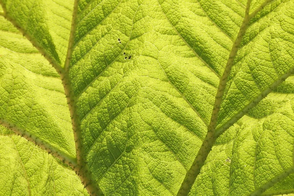 Tiro Macro Uma Bela Folha Mamute Verde Ruibarbo Gigante Gunnera — Fotografia de Stock