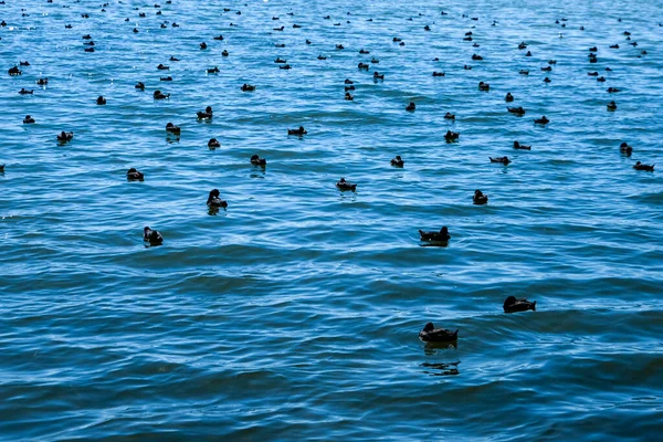 Groupe Oiseaux Flottant Sur Une Surface Mer Bleue — Photo