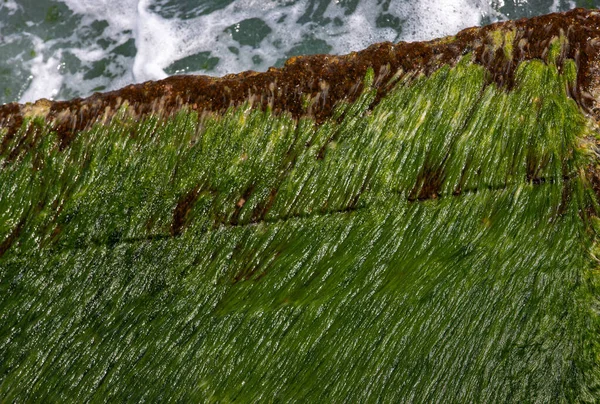 Eine Nahaufnahme Von Algen Auf Einem Felsen — Stockfoto
