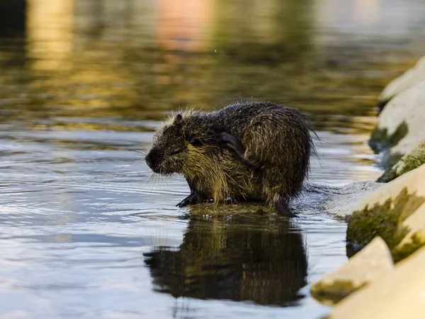 Plan Rapproché Herbivore Nutria Géant Semi Aquatique Bord Rivière Situé — Photo