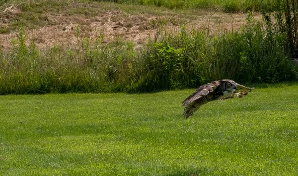 Gran Búho Con Cuernos Flotando Bajo Jardín Cubierto Hierba Verde —  Fotos de Stock