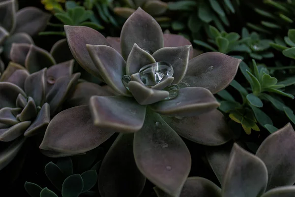 Close Uma Flor Escura Echeveria Cultivada Jardim — Fotografia de Stock