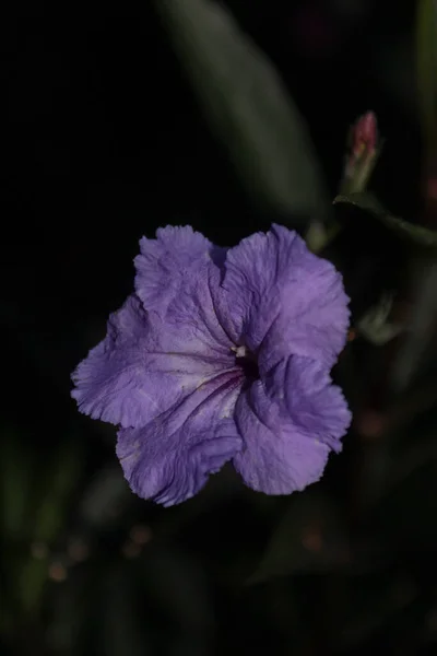 Een Close Shot Van Een Paarse Ruellia Bloem Verbouwd Tuin — Stockfoto