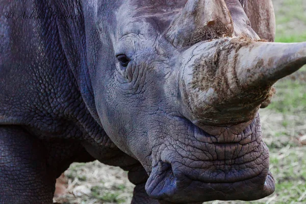 Eine Nahaufnahme Von Nashorn Mit Horn — Stockfoto