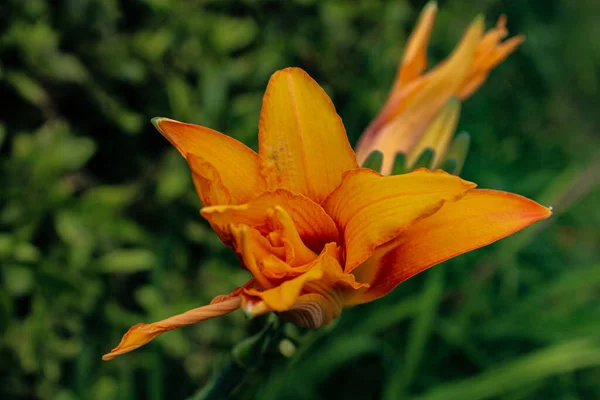 Nahaufnahme Einer Orangefarbenen Taglilie Aus Dem Garten — Stockfoto